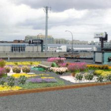 rooftop garden