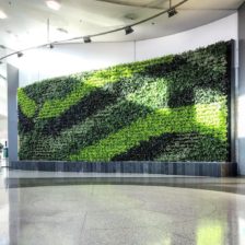 green wall photo